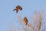 Harrier and Red-tailed Hawk 2022